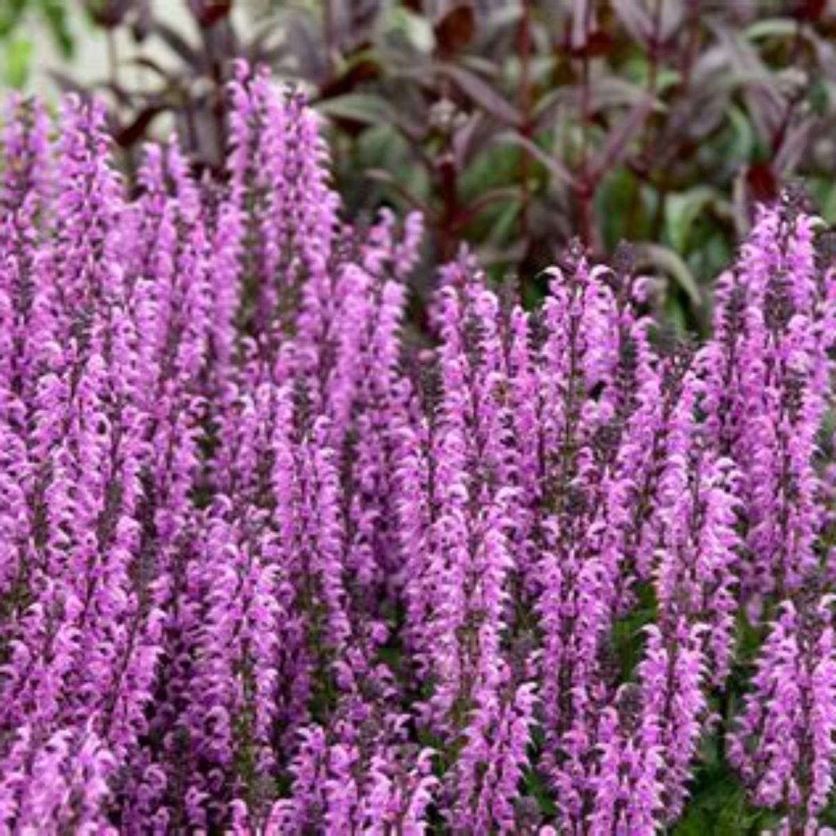 Color Spires® Back to the Fuchsia Salvia