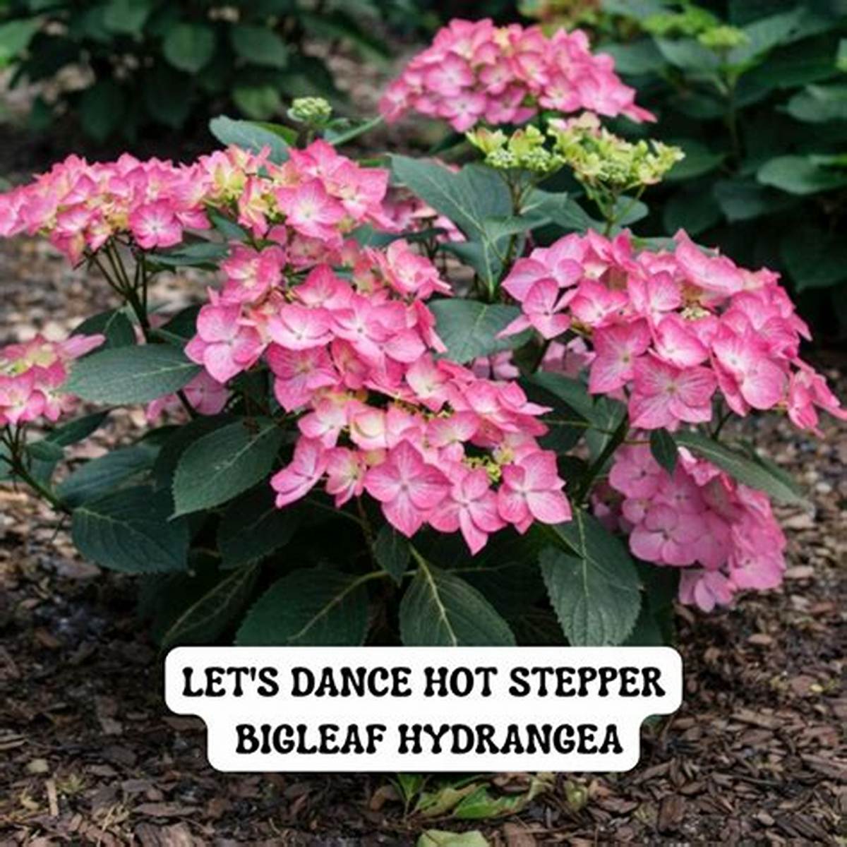 Let's Dance Hot Stepper™ Hydrangea