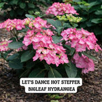 Let's Dance Hot Stepper™ Hydrangea