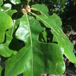 Post Oak Tree