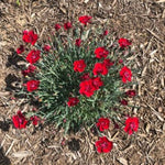Fire Star Dianthus