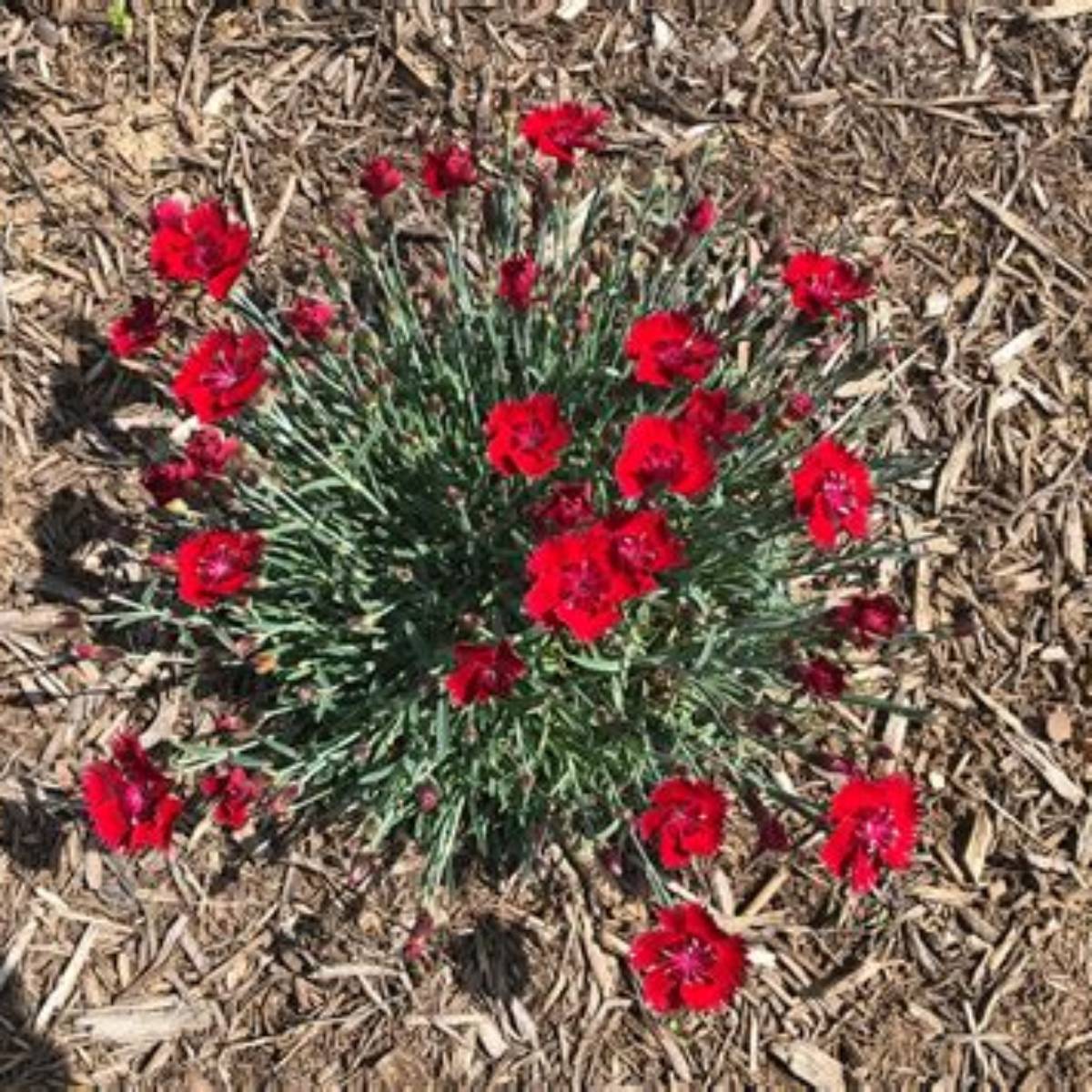 Fire Star Dianthus