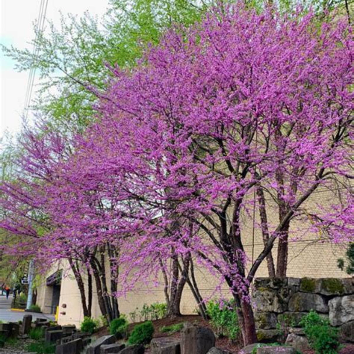 Redbud Clump Tree