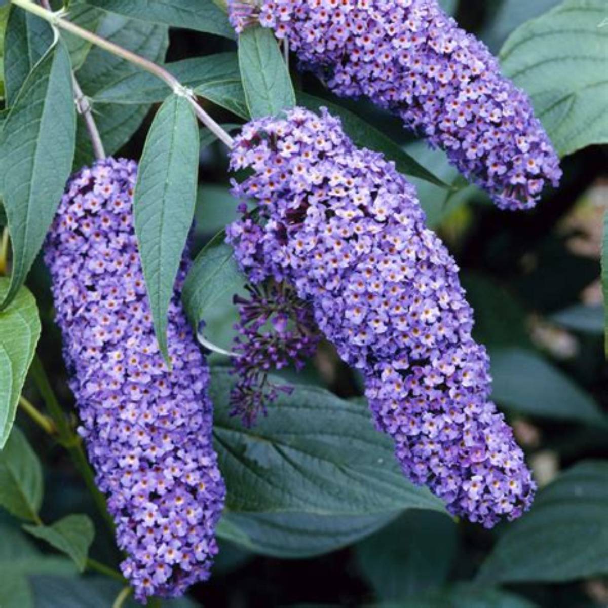 Nanho Blue Butterfly Bush
