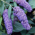 Nanho Blue Butterfly Bush