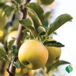 Dorsett Golden Apple Tree