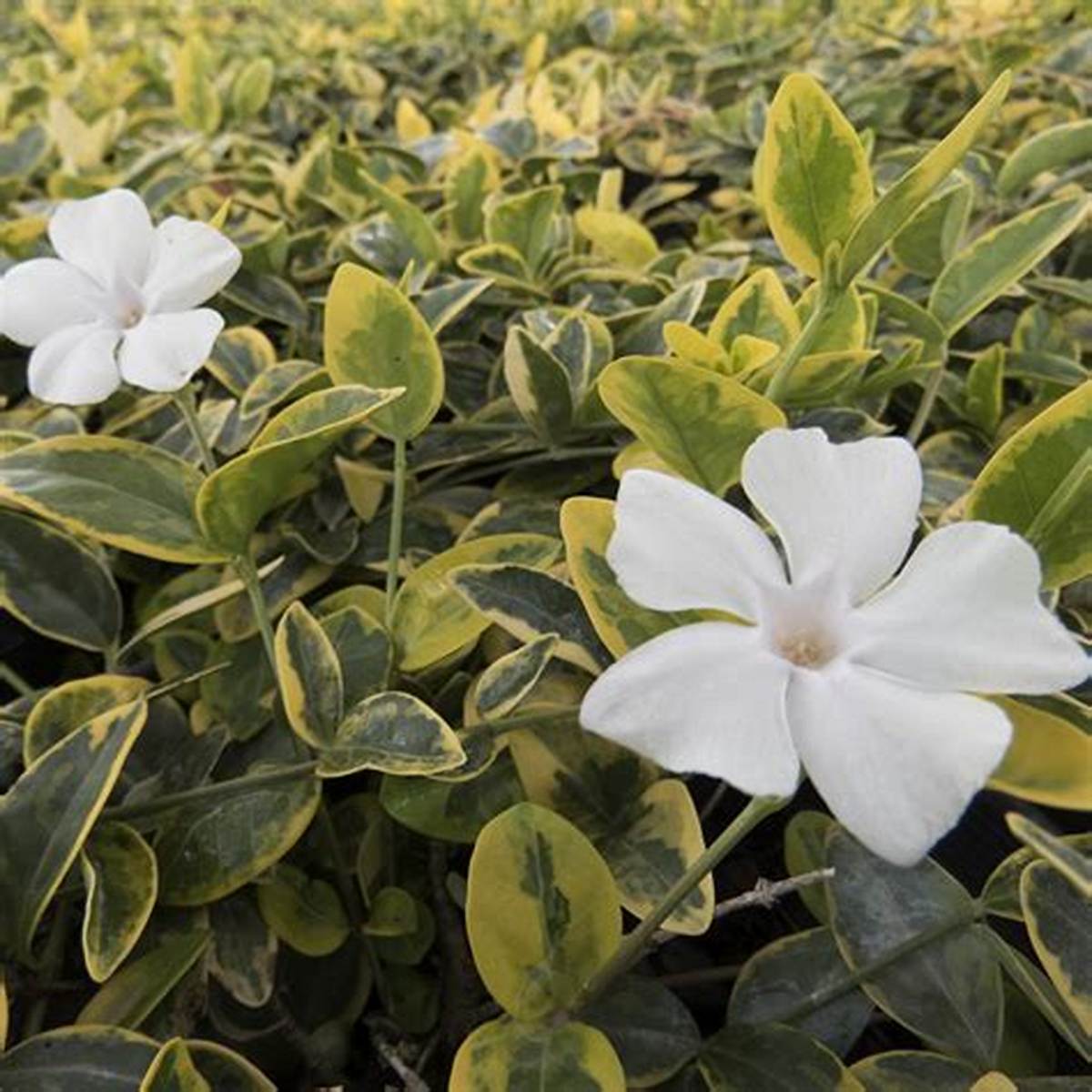 Silver & Gold™ Vinca Minor