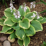 Fragrant Bouquet Hosta