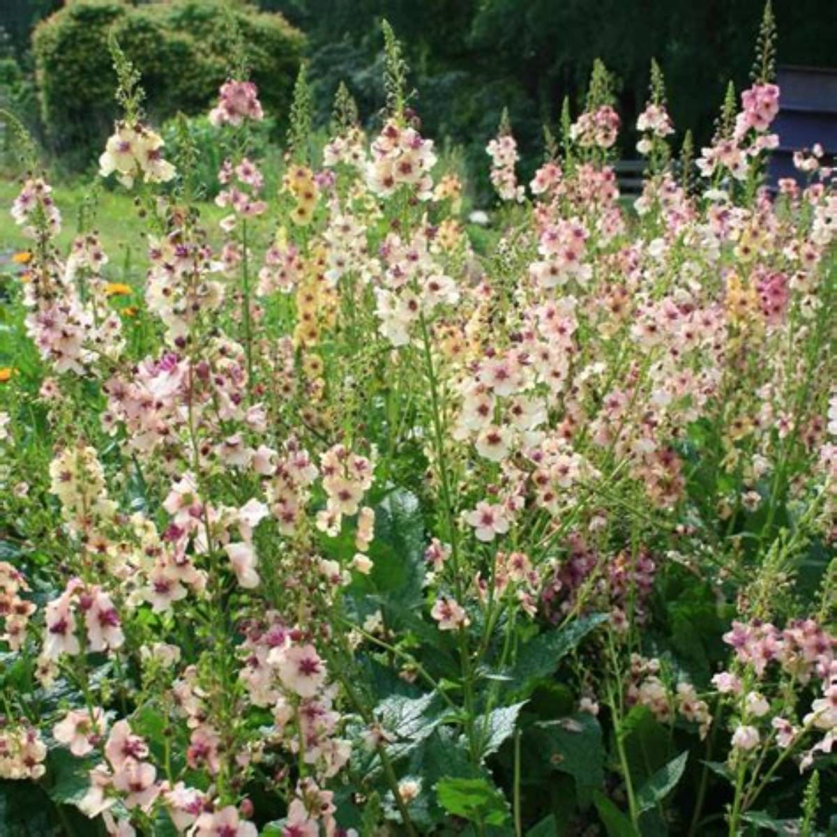 Southern Charm Mullein