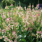 Southern Charm Mullein