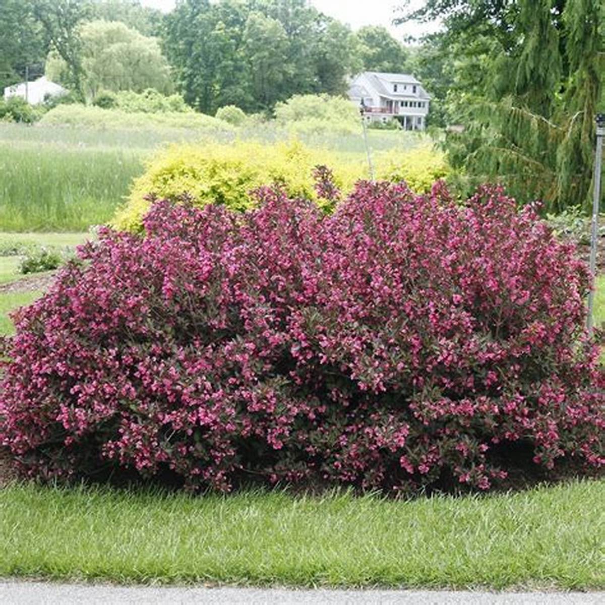 Wine & Roses® Weigela