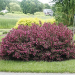 Wine & Roses® Weigela