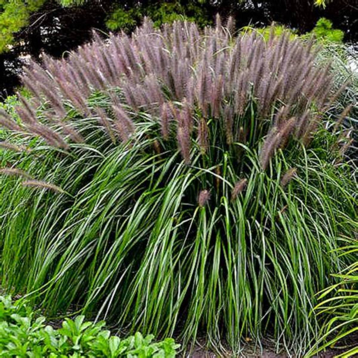 Red Head Fountain Grass