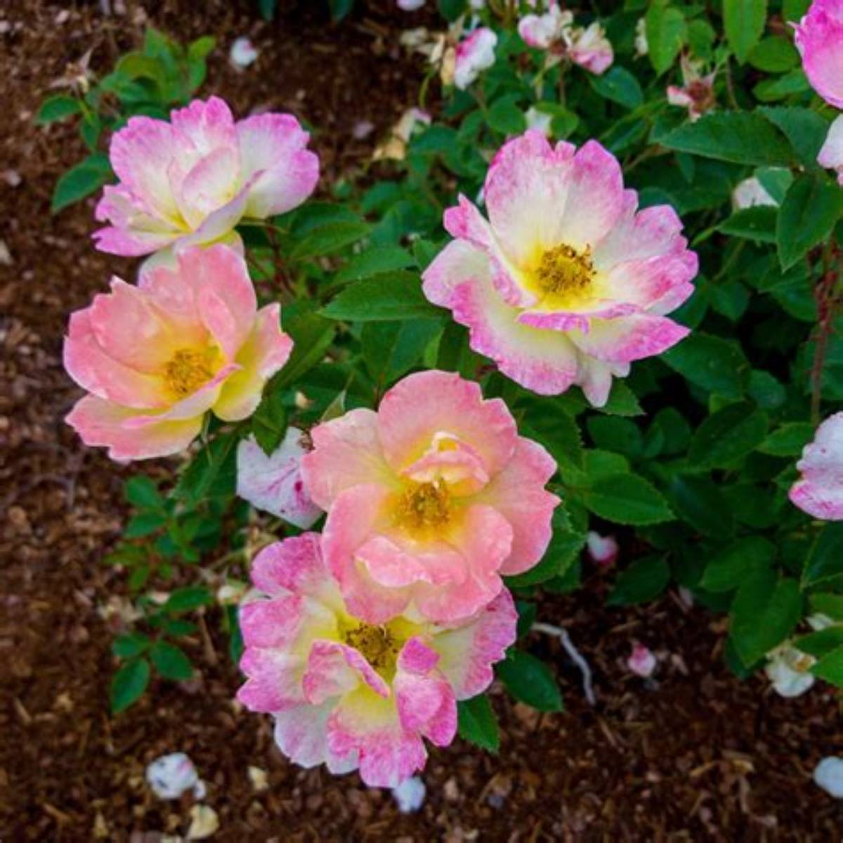 Peach Lemonade® Rose