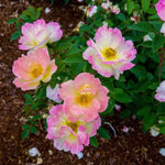 Peach Lemonade® Rose