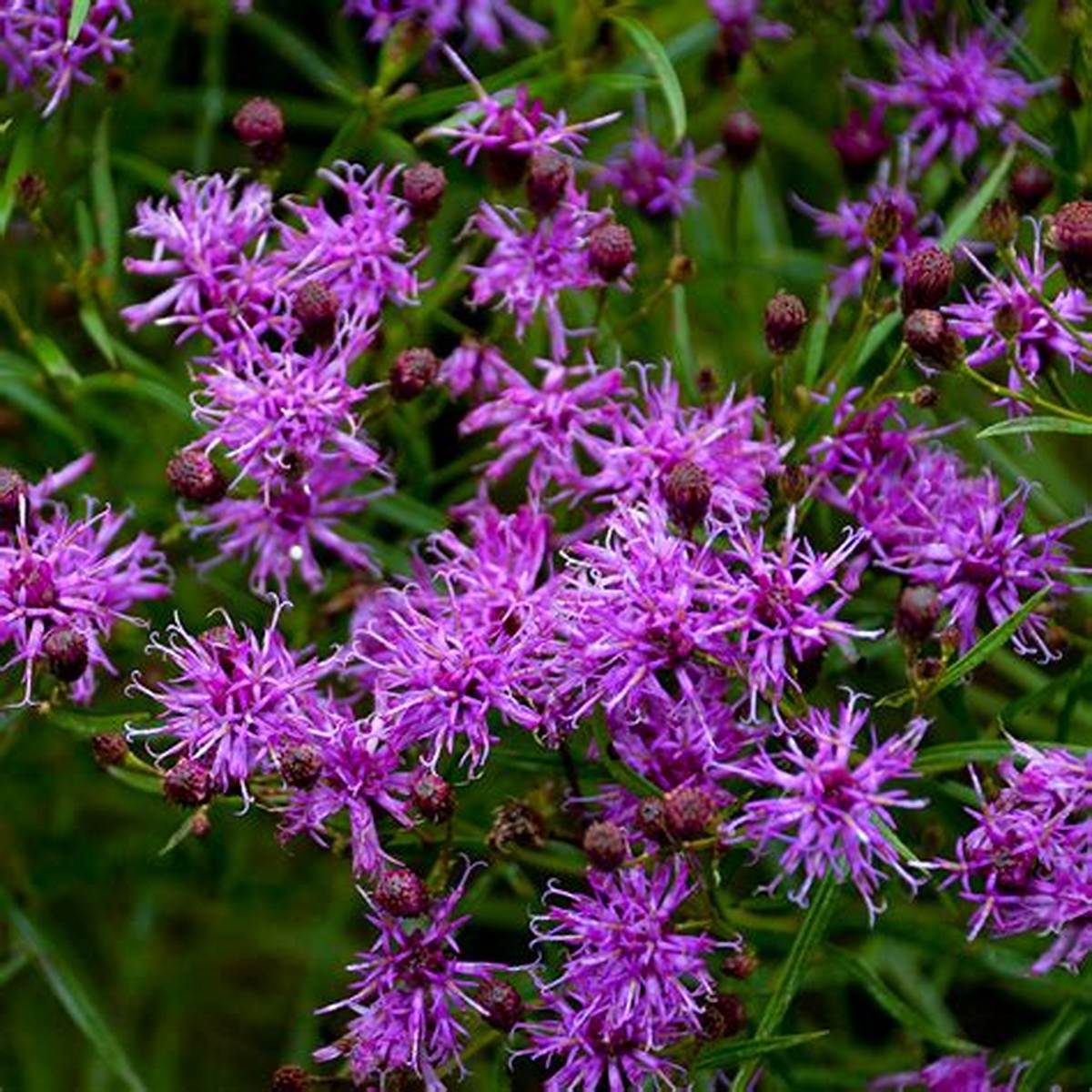 Iron Butterfly Ironweed