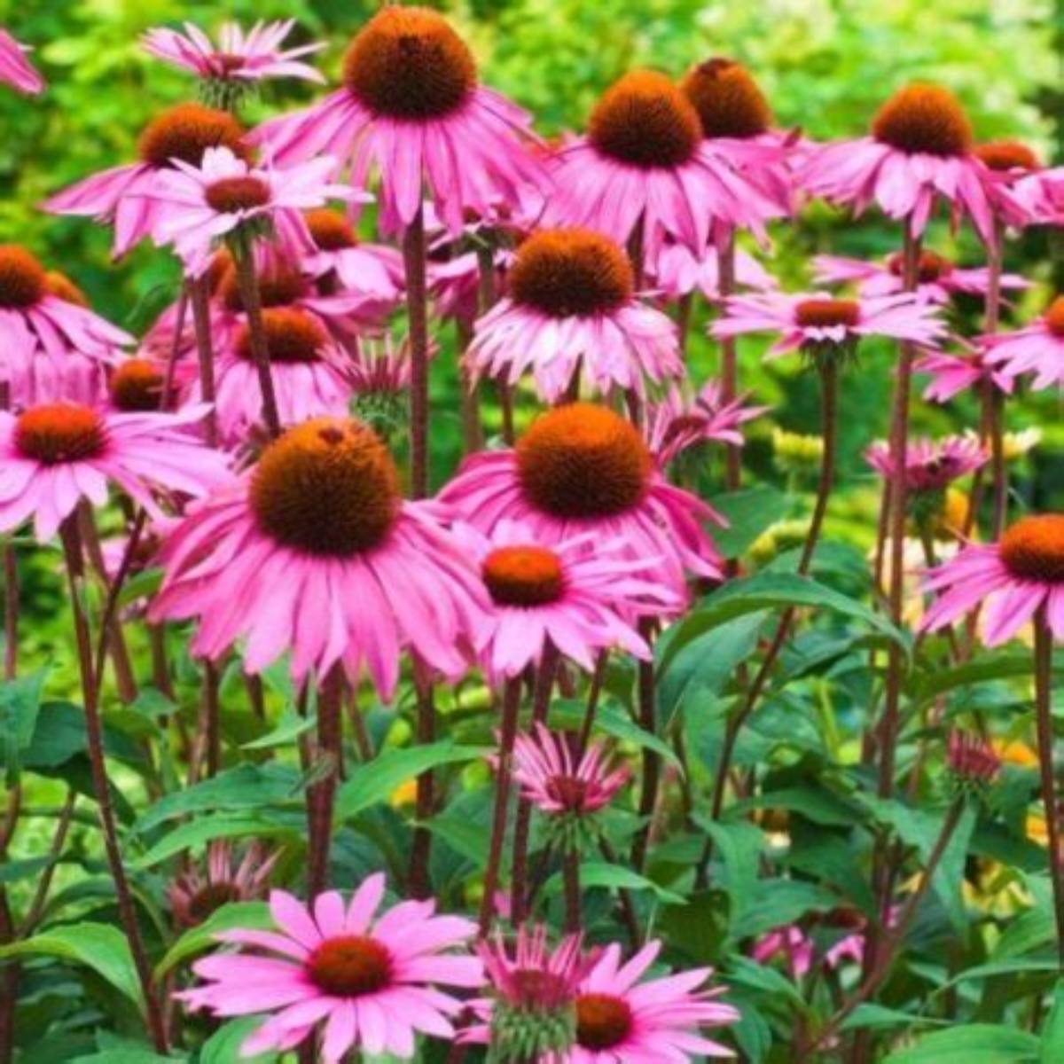 Ruby Star Coneflower