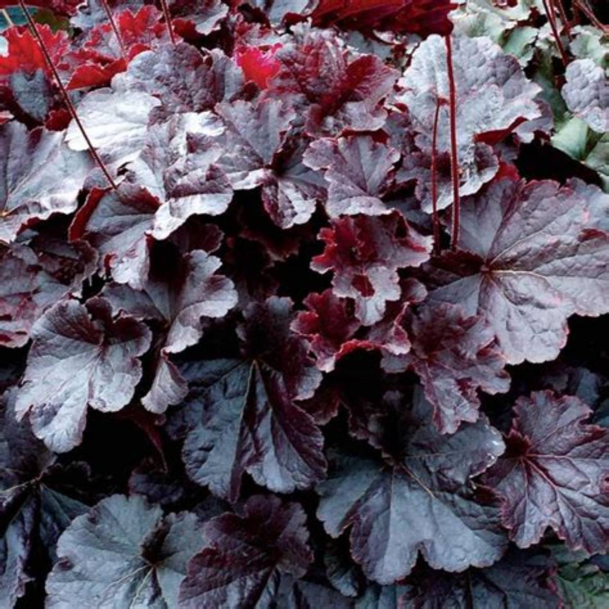 Northern Exposure™ Black Coral Bells
