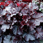 Northern Exposure™ Black Coral Bells