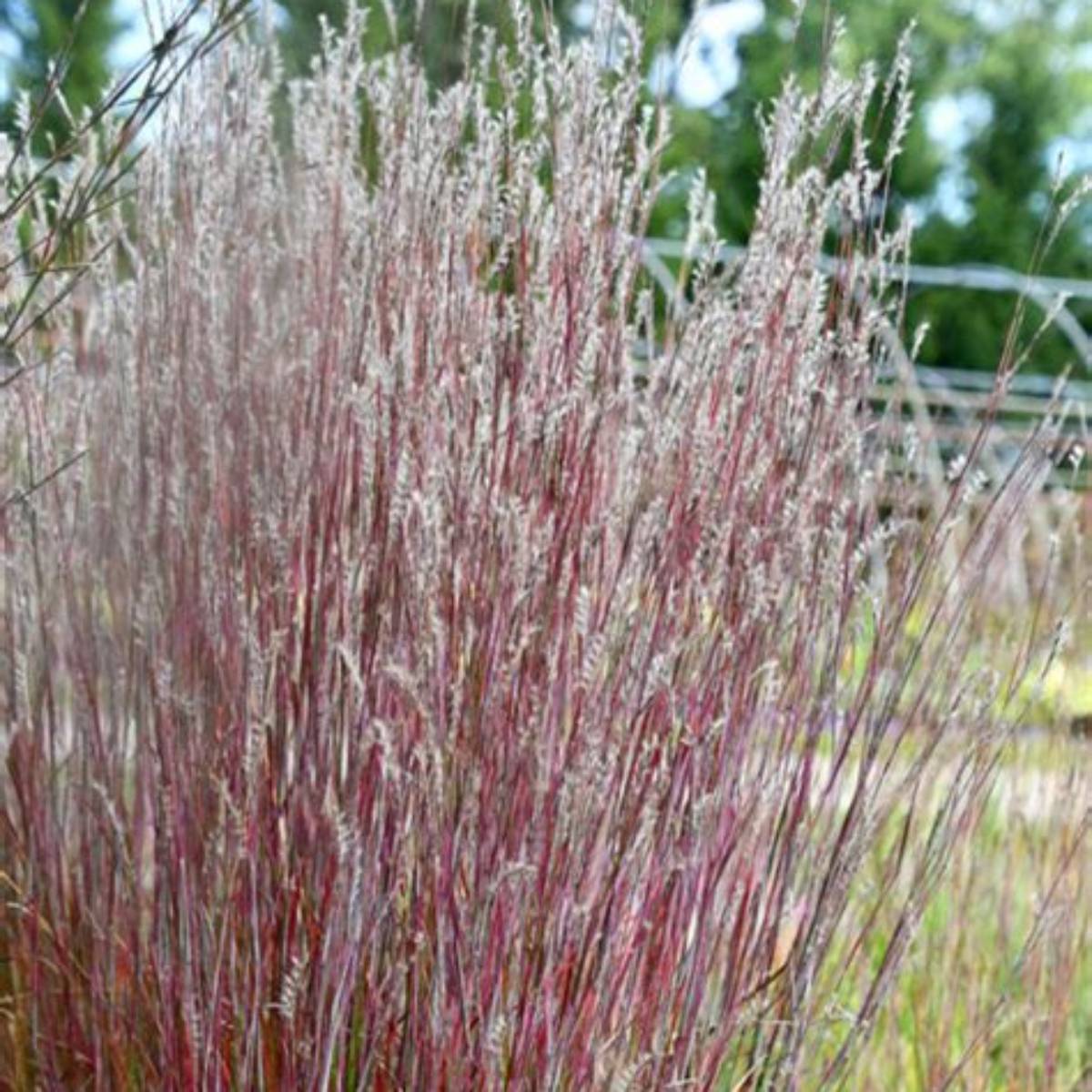 Little Red Fox Bluestem