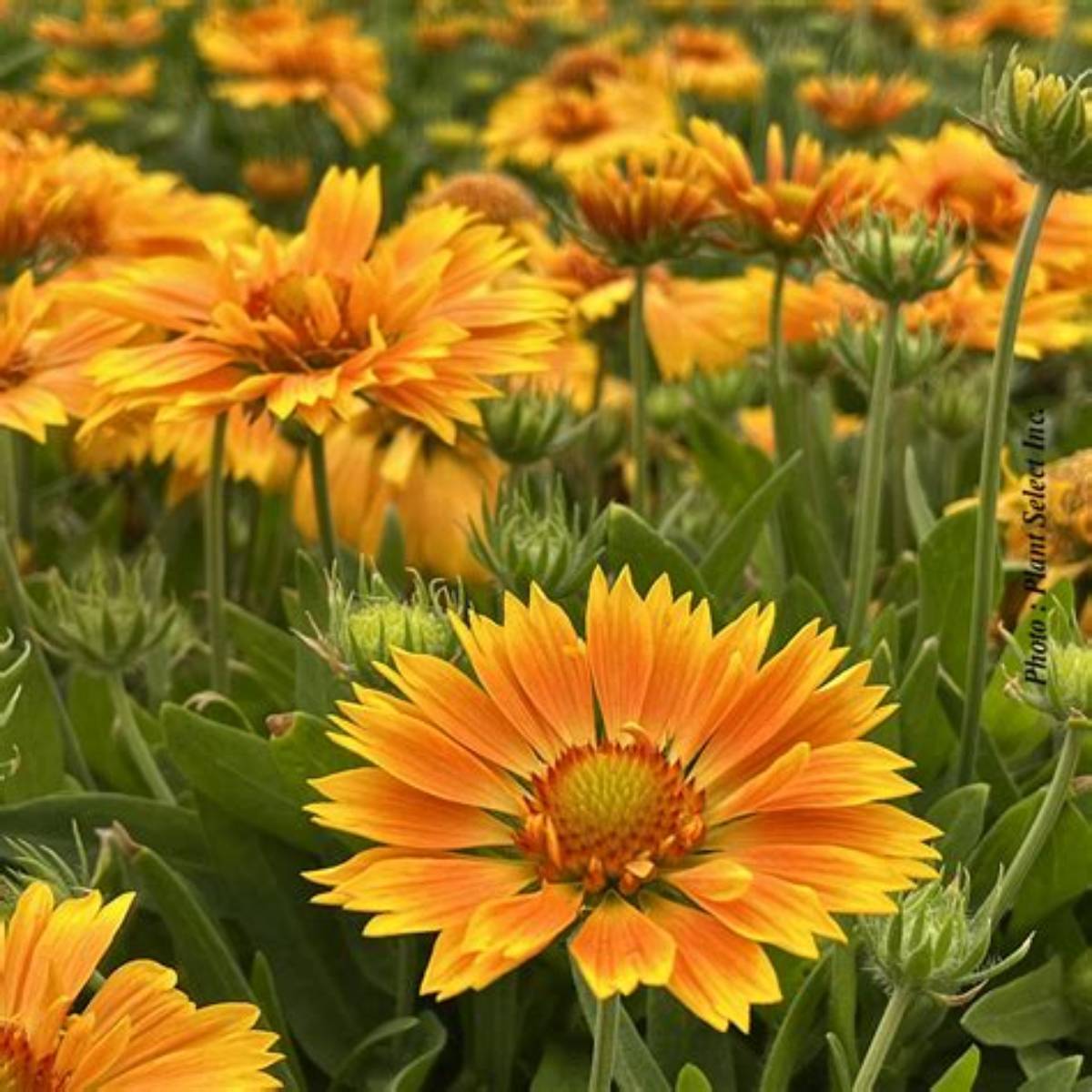 Spintop Mango Blanket Flower