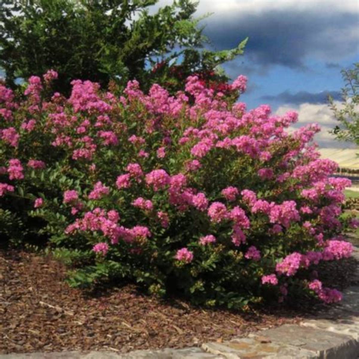 Princess Lyla™ Crapemyrtle