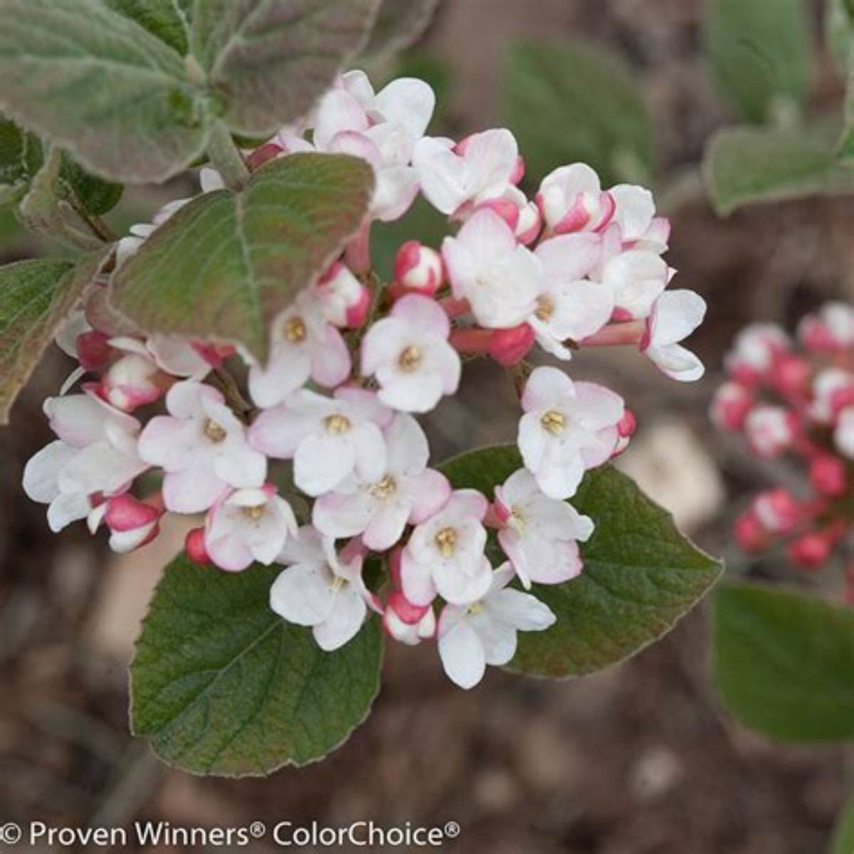 Brandywine™ Viburnum