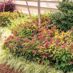 Blush Pink™ Nandina