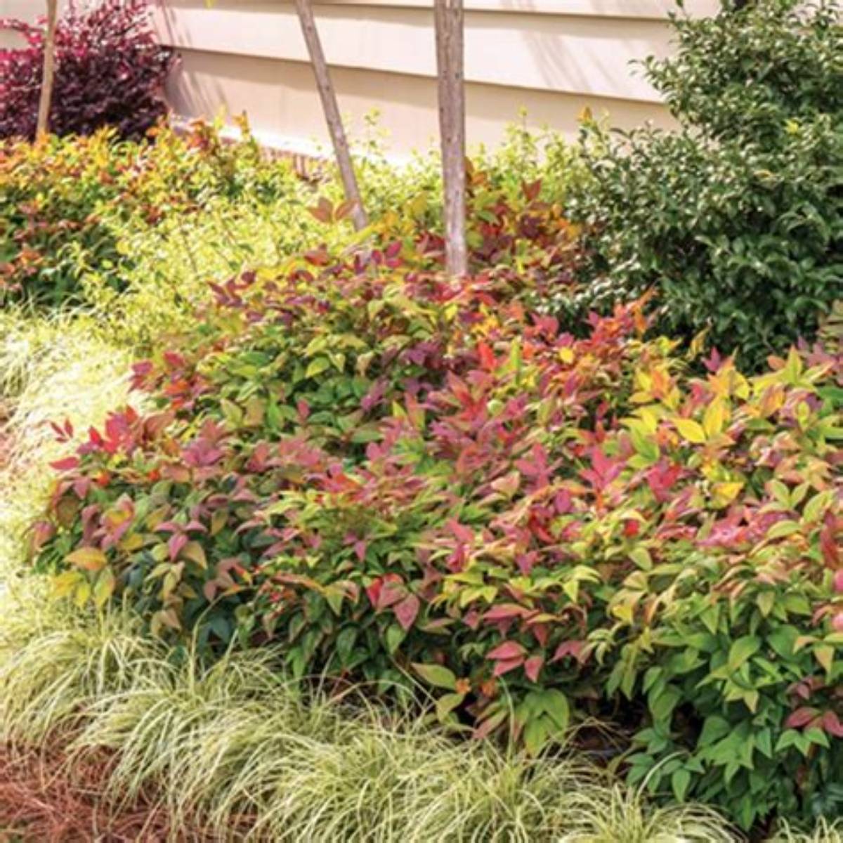Blush Pink™ Nandina