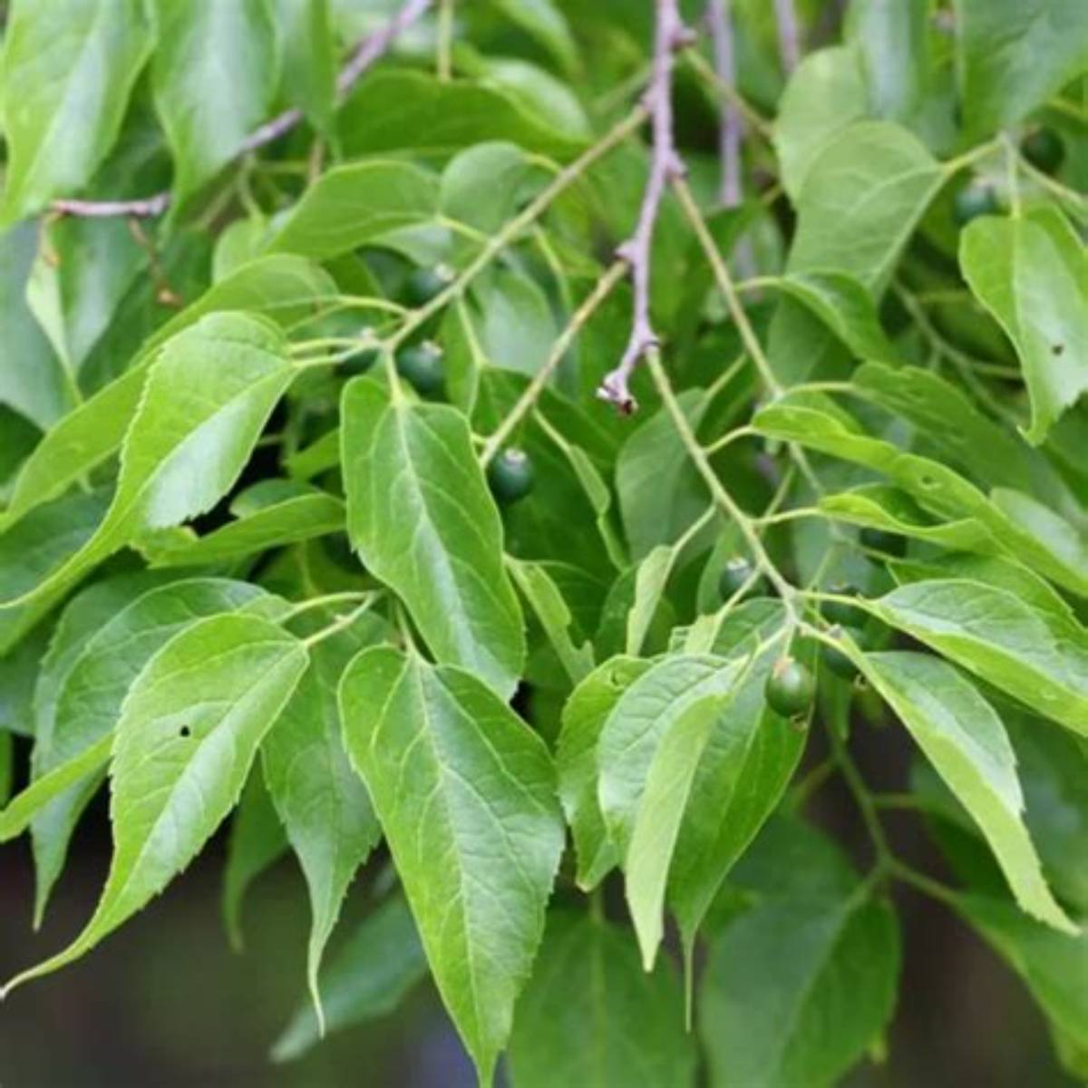 Northern Hackberry Tree