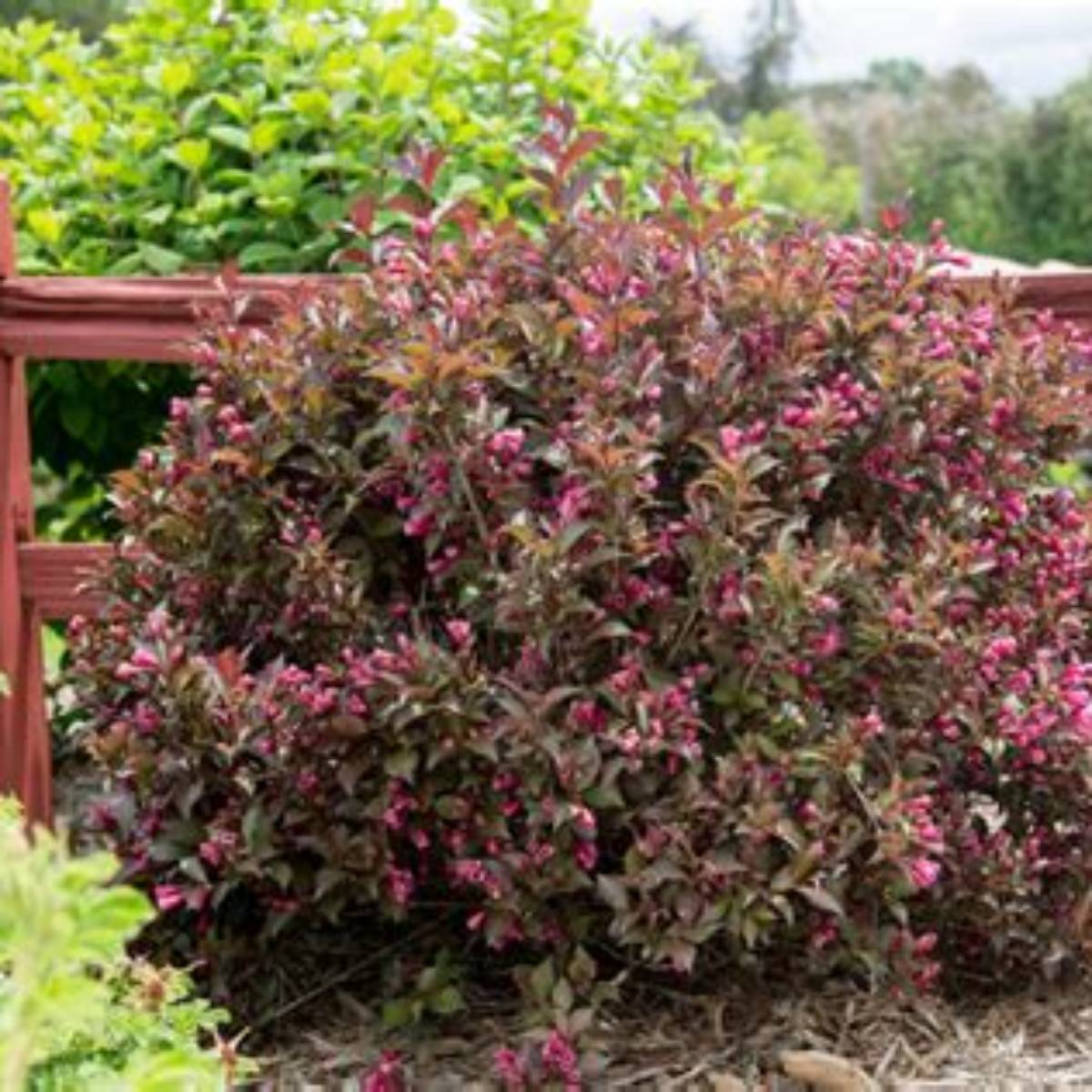 Shining Sensation™ Weigela