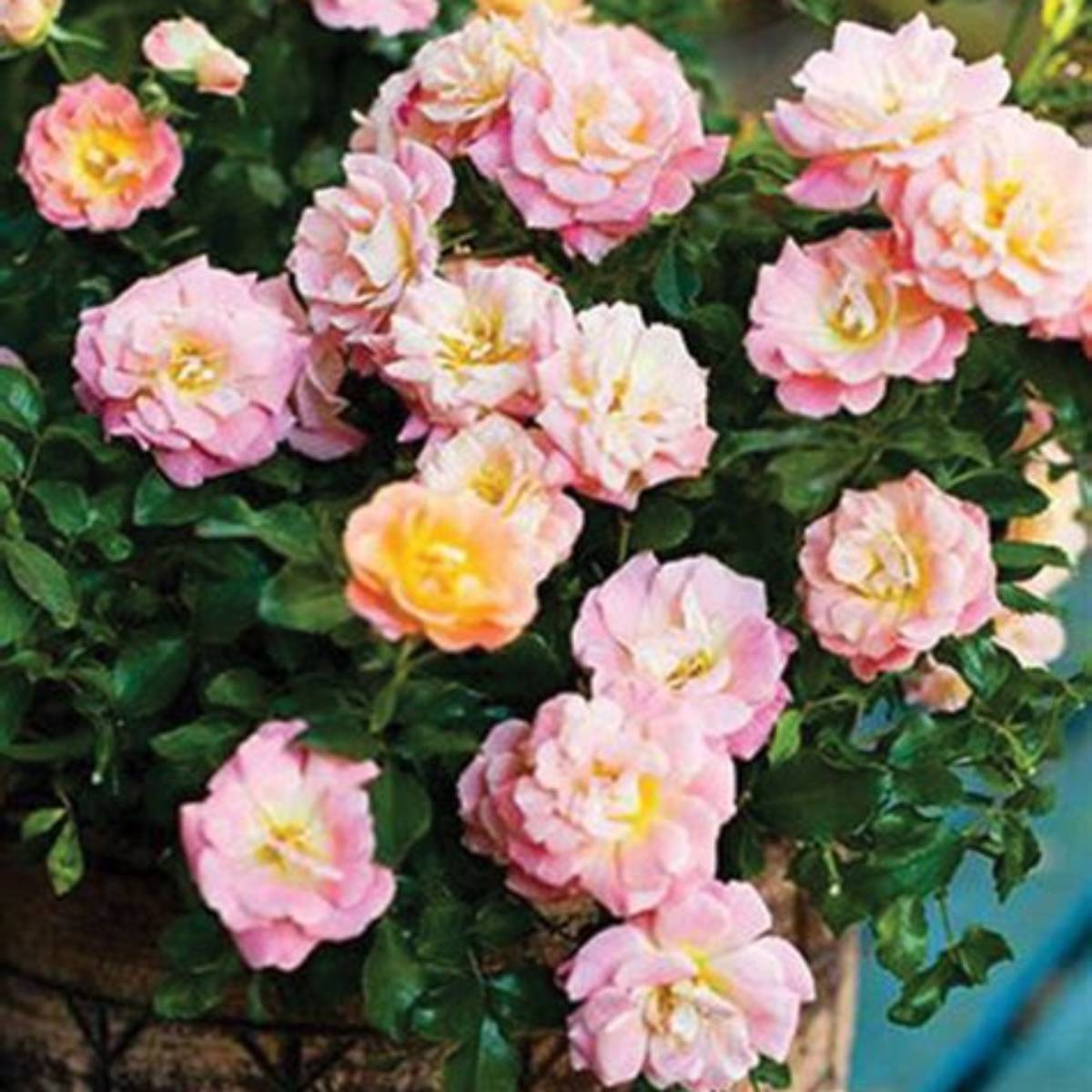 Peach Drift® Rose