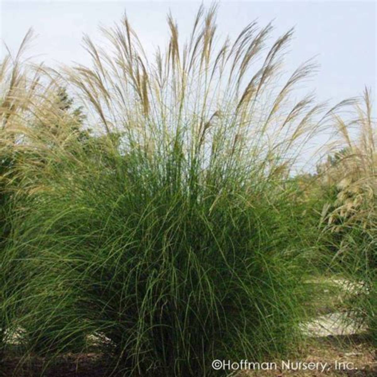 Graziella Maiden Grass