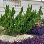 Hollywood Juniper