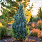 Blue Point Juniper - 2 Tier Poodle