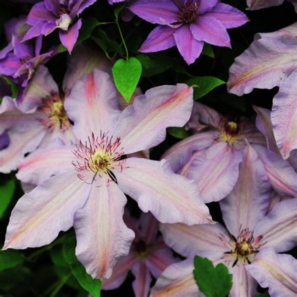 The First Lady Clematis Ladder