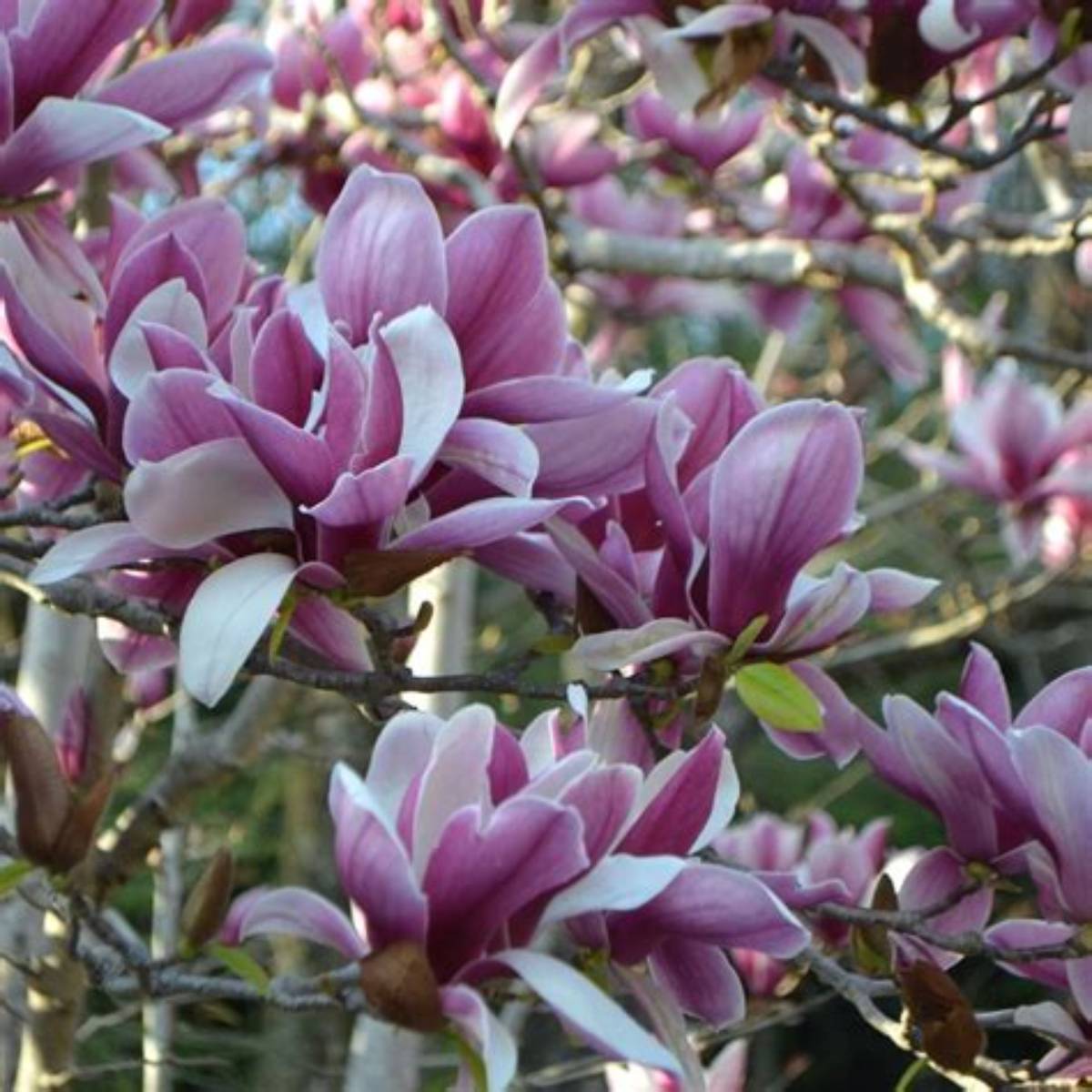 Saucer Magnolia Tree
