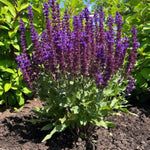 Perpetual Purple™ Salvia