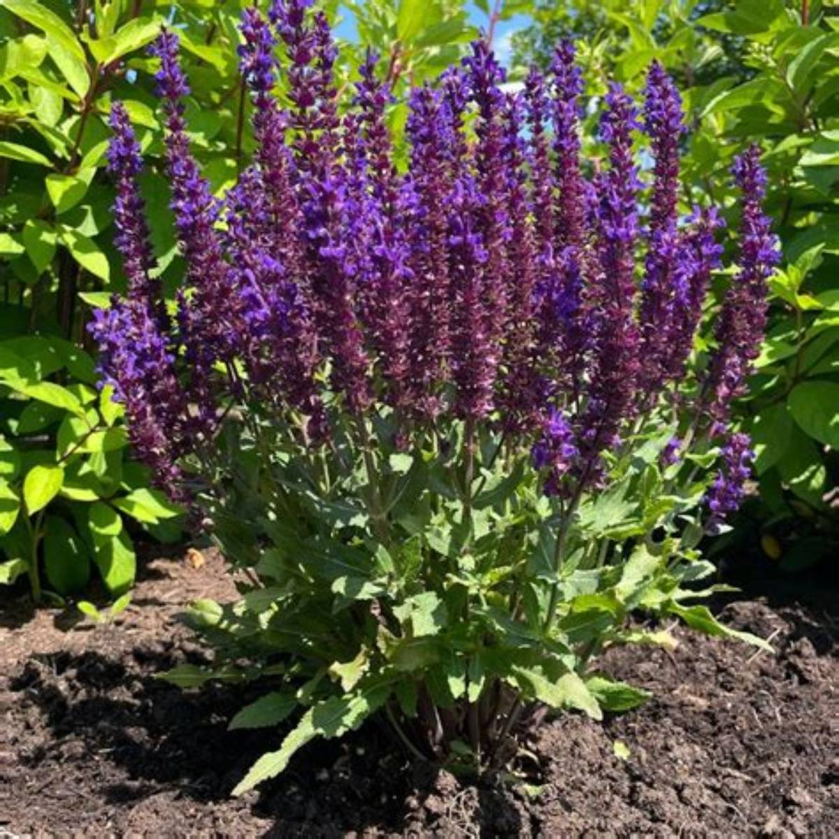 Perpetual Purple™ Salvia