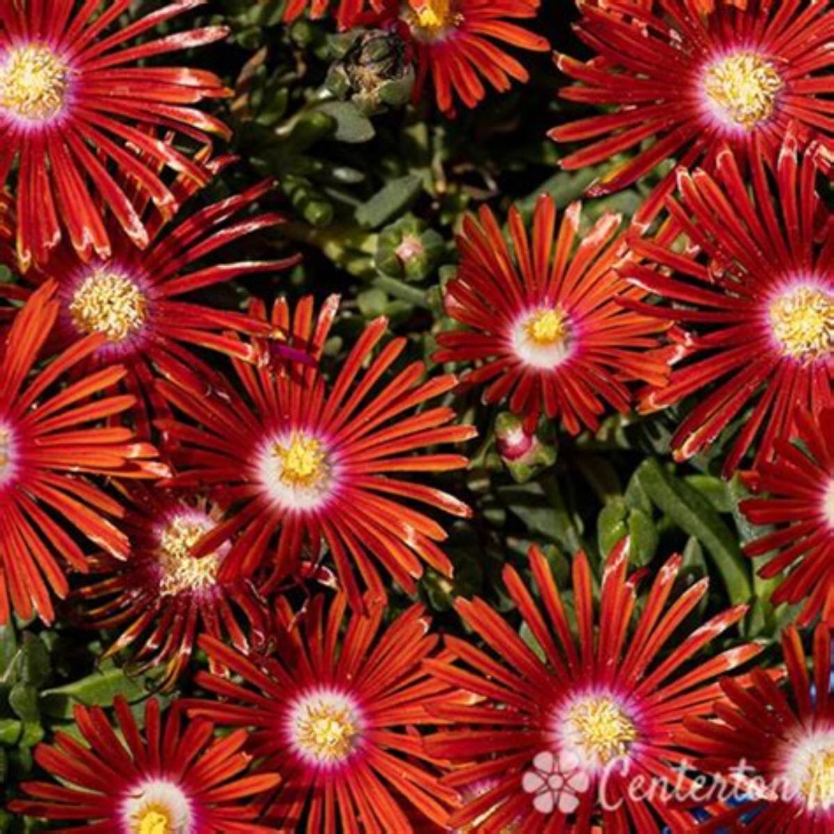 Mountain Dew Ice Plant
