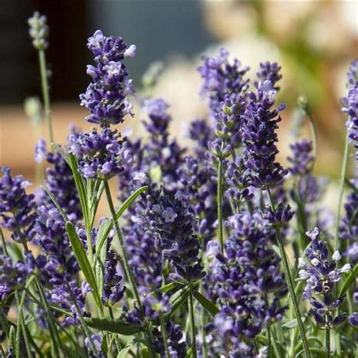 Chill-Out Lavender