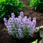 Sylvester Blue Catmint
