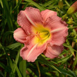 Preppy Pink Daylily