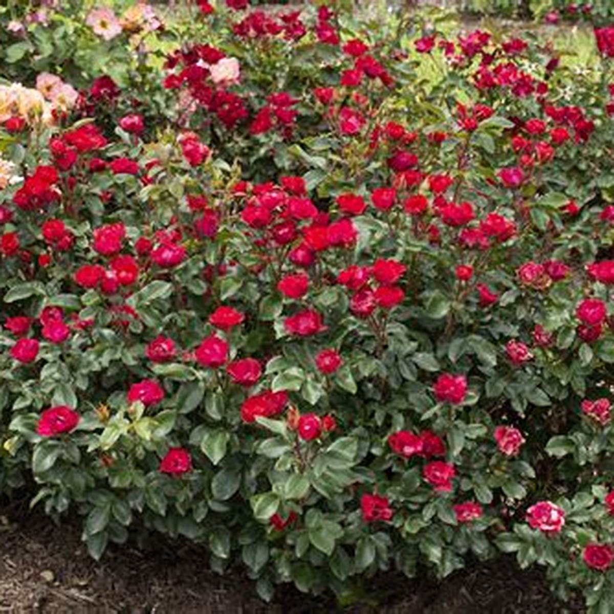 Petite Knock Out® Rose
