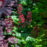 Indian Summer Limeberry Coral Bells