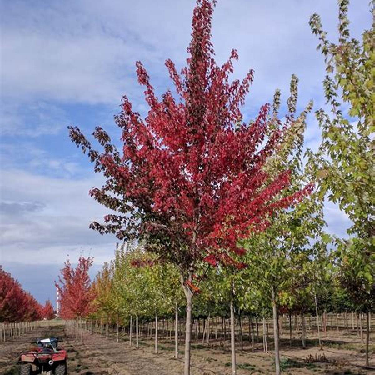 Sun Valley Maple Tree
