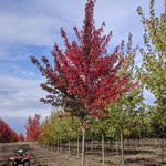 Sun Valley Maple Tree