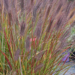 Love and Rockets Fountain Grass