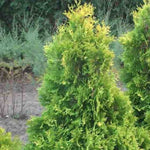Sunkist Arborvitae