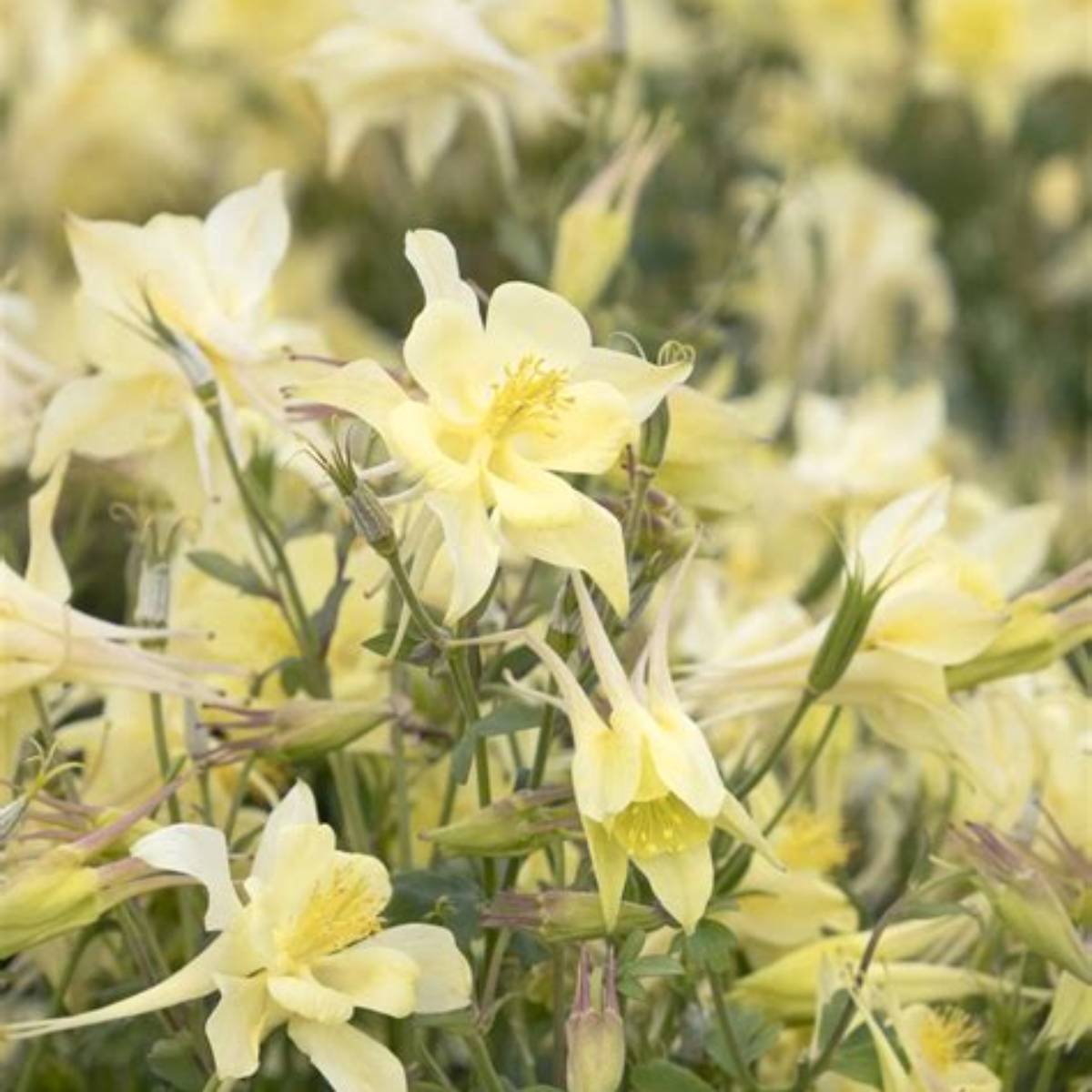 Kirigami™ Yellow Columbine
